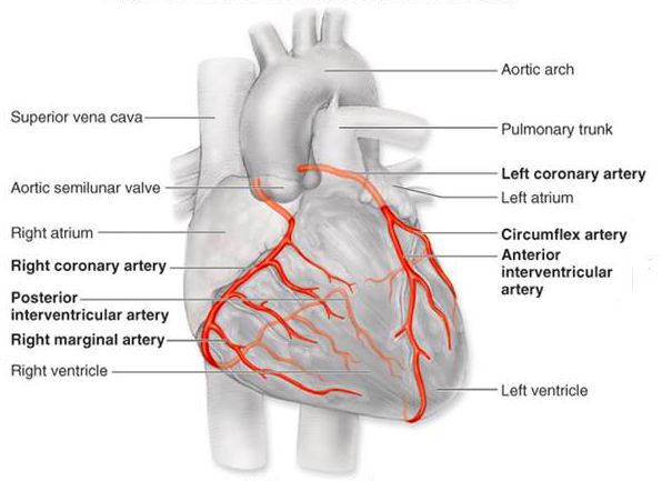 CORONARY ARTERIES 19 Labeled