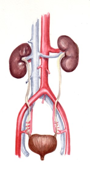 Kidney and blader 1200 resolution 612KB