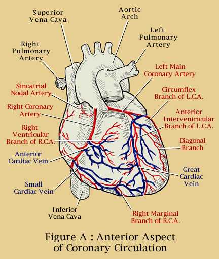 CORONARY ARTERIES 16 Anterior Labeled