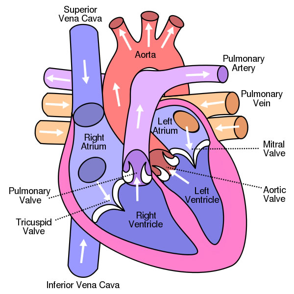 CORONARY ARTERIES 16B Anterior Labeled
