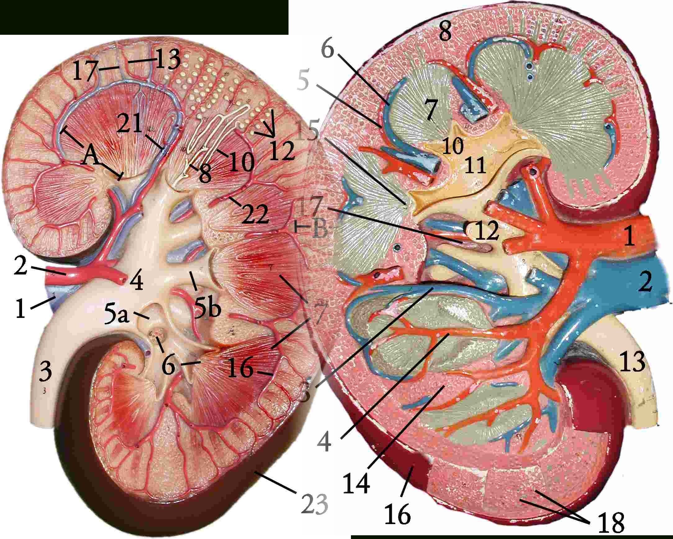 KIDNEY INTERIOR 01